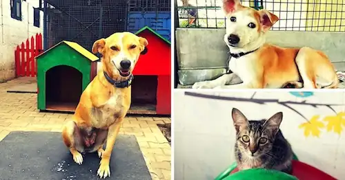 Ücretsiz Kedi, Köpek Sahiplenme ve Sahiplendirme 2026