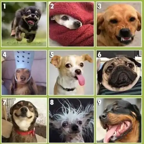 Ücretsiz Kedi, Köpek Sahiplenme ve Sahiplendirme 2026