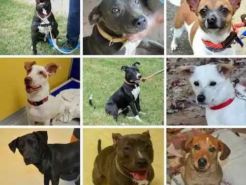 Ücretsiz Kedi, Köpek Sahiplenme ve Sahiplendirme 2026